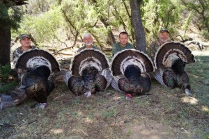 Gould's turkey taken with Tall Tine Outfitters